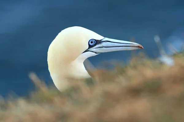Bassanus입니다 랜드입니다 해에서 자연입니다 바위에 새입니다 가넷입니다 — 스톡 사진