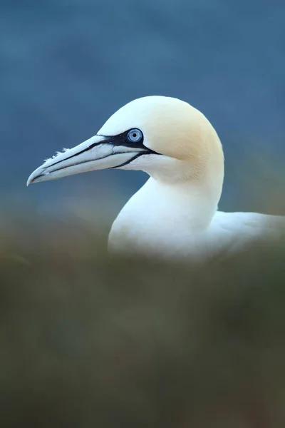 Bassanus ヘルゴラント 北の海での撮影 北の海の大自然 岩の上の鳥 北ギャネット 北の海 — ストック写真