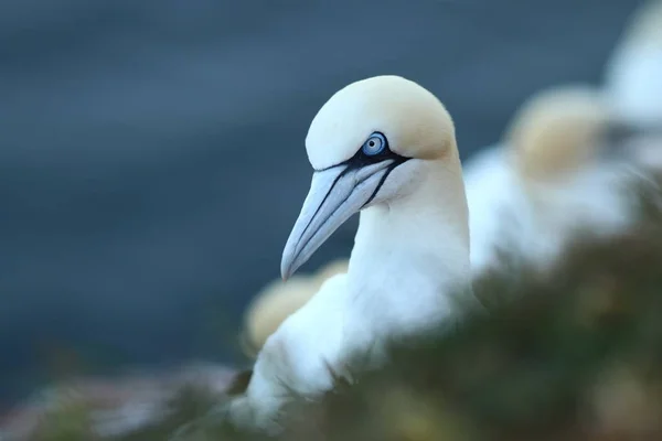 Morus Bassanus Helgoland Gefotografeerd Noordzee Wilde Natuur Van Noordzee Vogel — Stockfoto