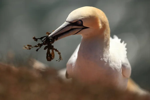 Morus Bassanus Helgoland Gefotografeerd Noordzee Wilde Natuur Van Noordzee Vogel — Stockfoto