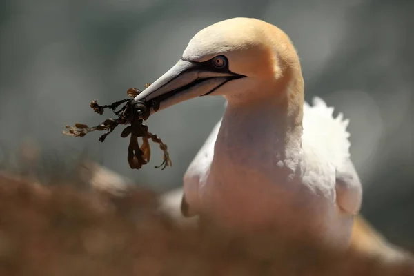 Bassanus ヘルゴラント 北の海での撮影 北の海の大自然 岩の上の鳥 北ギャネット 北の海 — ストック写真