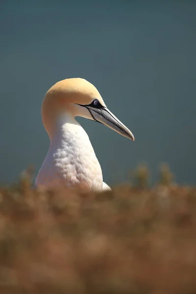 Morus Bassanus Helgoland Fotograferade Nordsjön Den Vilda Naturen Nordsjön Fågel — Stockfoto