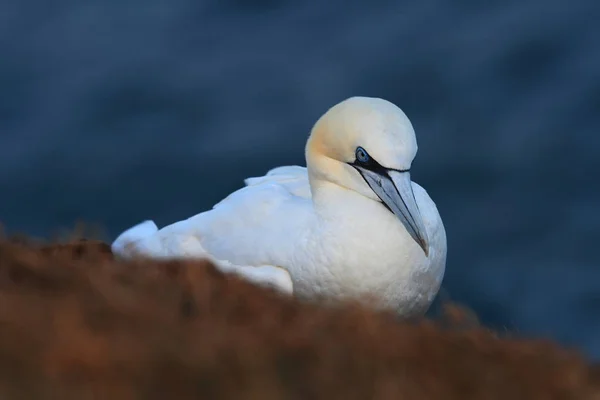 Bassanus ヘルゴラント 北の海での撮影 北の海の大自然 岩の上の鳥 北ギャネット 北の海 — ストック写真