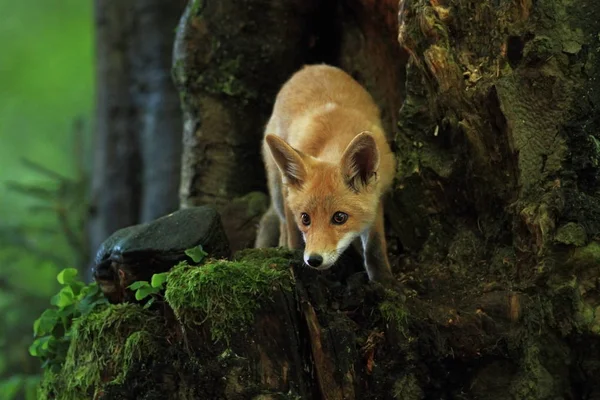 Vulpes Vulpes Фокс Распространен Всей Европе Дикая Природа Европы Осенние — стоковое фото