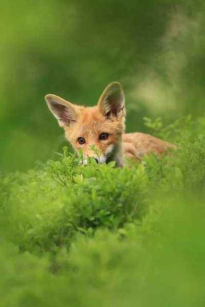 Vulpes Vulpes Fox Está Muy Extendido Toda Europa Naturaleza Salvaje — Foto de Stock