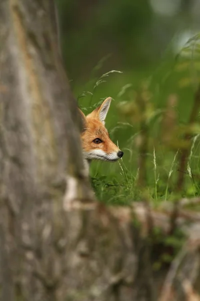 Vulpes Vulpes Fox Difundida Toda Europa Natureza Selvagem Europa Cores — Fotografia de Stock