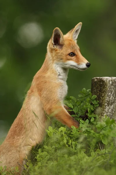 Vulpes Vulpes Fox Está Muy Extendido Toda Europa Naturaleza Salvaje — Foto de Stock