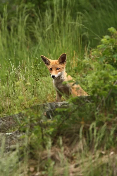 Vulpes Vulpes Fuchs Ist Ganz Europa Weit Verbreitet Die Wilde — Stockfoto