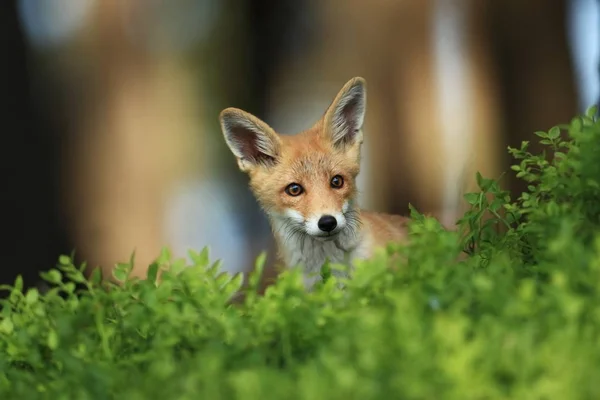 狐狸狐狸狐狸在欧洲随处可见 欧洲的野性本性 照片中的秋季颜色 漂亮的照片狐狸和兰花自然捷克 — 图库照片