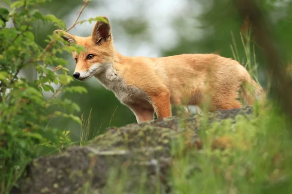 Vulpes Vulpes Fox Diffusa Tutta Europa Natura Selvaggia Dell Europa — Foto Stock