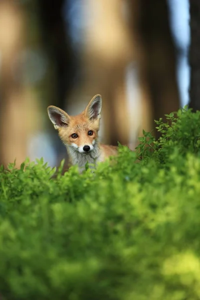 Vulpes Vulpes Fox Difundida Toda Europa Natureza Selvagem Europa Cores — Fotografia de Stock