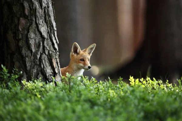 Vulpes Vulpes Fox Είναι Διαδεδομένη Όλη Την Ευρώπη Την Άγρια — Φωτογραφία Αρχείου