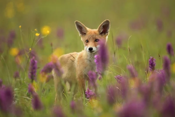Vulpes Vulpes Fox Rozšířená Celé Evropě Divoká Příroda Evropy Podzimní — Stock fotografie