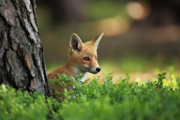 Vulpes Vulpes Fox Είναι Διαδεδομένη Όλη Την Ευρώπη Την Άγρια — Φωτογραφία Αρχείου