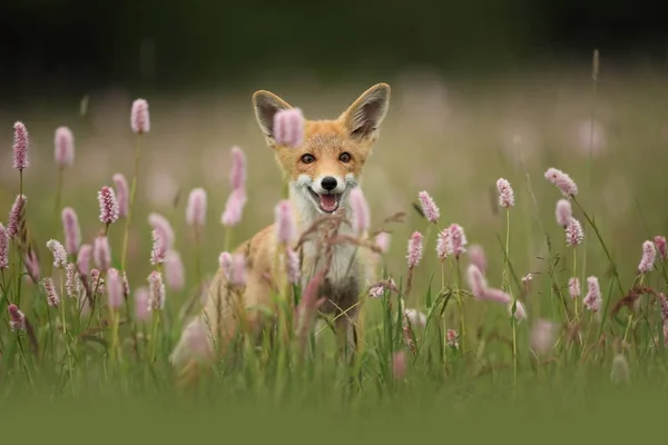 Vulpes Vulpes Fox Difundida Toda Europa Natureza Selvagem Europa Cores — Fotografia de Stock