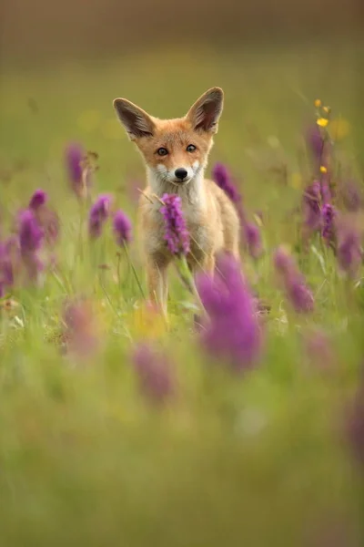 Vulpes Vulpes Фокс Распространен Всей Европе Дикая Природа Европы Осенние — стоковое фото