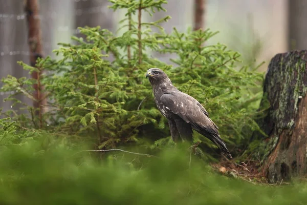 Buteo Buteo Fotograferad Tjeckiska Den Förekommer Hela Europa Höstens Natur — Stockfoto