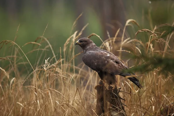 Buteo Buteo Fotograferad Tjeckiska Den Förekommer Hela Europa Höstens Natur — Stockfoto