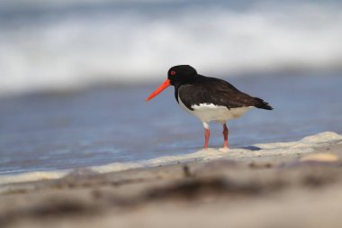 Haematopus ostralegus. Vahşi doğa Kuzey Denizi. Orta kuş. Kuş sahilde. Almanya. Helgoland. Güzel doğa. Avrupa'nın vahşi doğa. Ücretsiz doğa. Deniz ve kum.