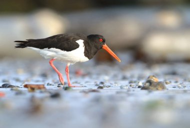Haematopus ostralegus. Vahşi doğa Kuzey Denizi. Orta kuş. Kuş sahilde. Almanya. Helgoland. Güzel doğa. Avrupa'nın vahşi doğa. Ücretsiz doğa. Deniz ve kum.