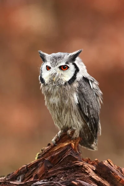 Südlicher Weißgesichtskauz Ptilopsis Zuschüsse Afrikanische Eule Die Eule Lebt Flüssen — Stockfoto