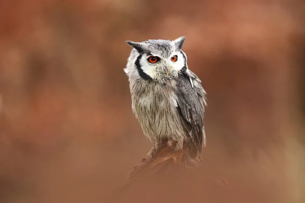 Hibou Blanc Sud Bourses Ptilopsis Hibou Afrique Chouette Vit Sur — Photo