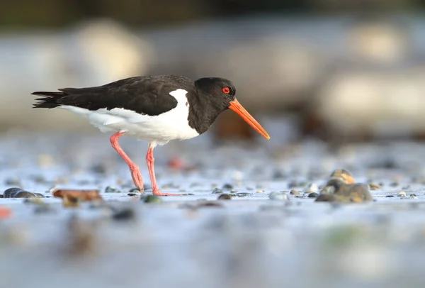 Haematopus Ostralegus Дикая Природа Северного Моря Средняя Птица Птица Пляже — стоковое фото