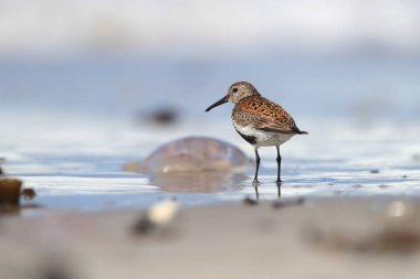 Calidris alba. Vahşi doğa Kuzey Denizi. Denizin kenarında plajda kuş. Avrupa'nın güzel doğa. Doğanın güzel bir resim. Deniz. Su.