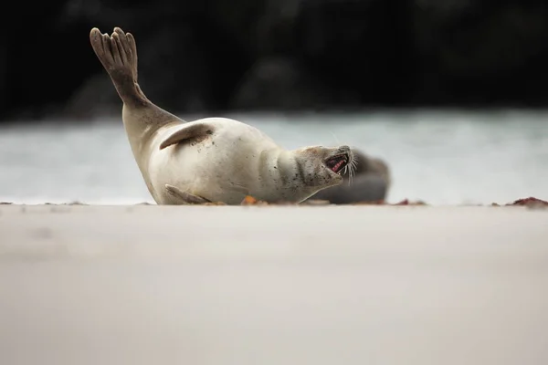 Phocidae Den Vackra Vilda Naturen Nordsjön Tyskland Djur Stranden Natur — Stockfoto