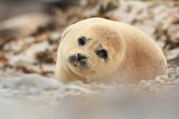 Phocidae Den Vackra Vilda Naturen Nordsjön Tyskland Djur Stranden Natur — Stockfoto