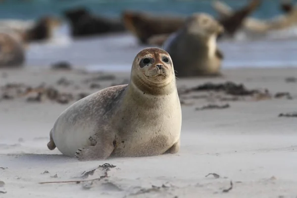 Phocidae Belle Nature Sauvage Mer Nord Allemagne Animal Sur Plage — Photo