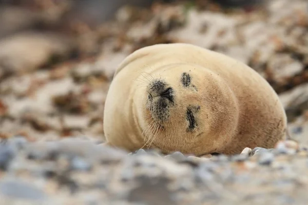 Focidi Bellissima Natura Selvaggia Del Mare Del Nord Germania Animale — Foto Stock