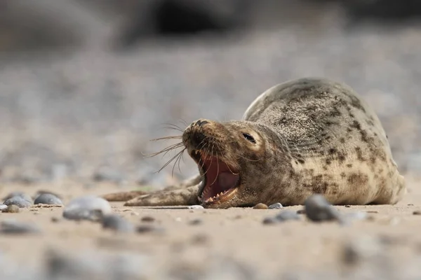 Phocidae Die Wunderschöne Wilde Natur Der Nordsee Deutschland Tier Strand — Stockfoto