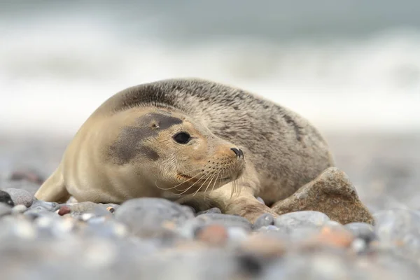 Phocidae Den Vackra Vilda Naturen Nordsjön Tyskland Djur Stranden Natur — Stockfoto