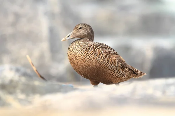 Somateria Mollissima Bella Natura Selvaggia Del Mare Del Nord Germania — Foto Stock