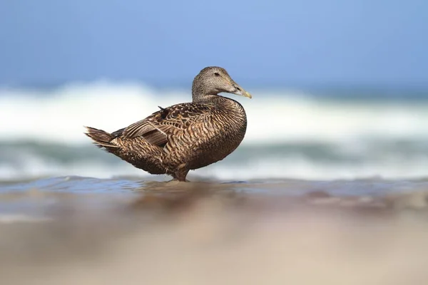 Somateria Mollissima Vackra Vilda Naturen Nordsjön Tyskland Fågel Stranden Seashore — Stockfoto