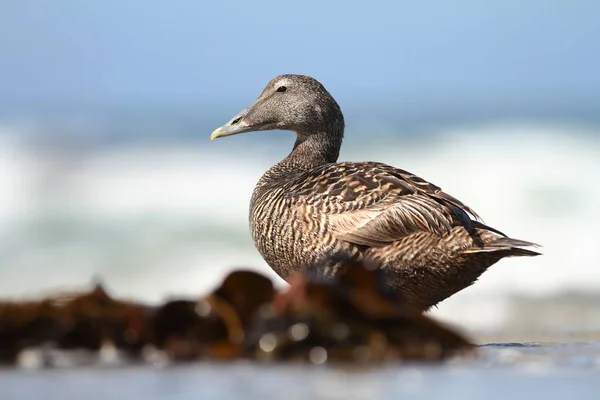 Somateria Mollissima Bela Natureza Selvagem Mar Norte Alemanha Pássaro Praia — Fotografia de Stock