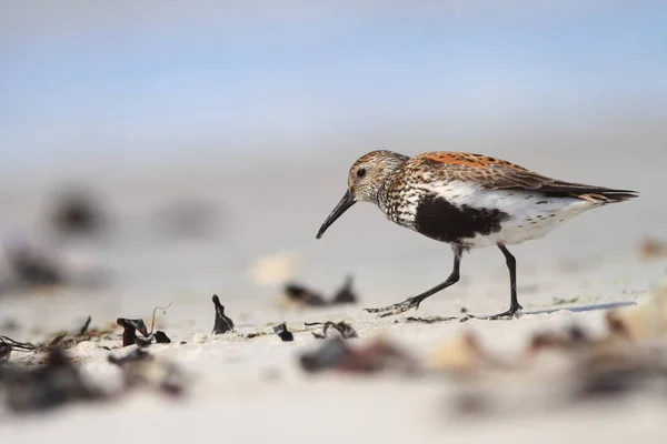 Calidris Alba Άγρια Φύση Της Βόρειας Θάλασσας Πουλί Στην Παραλία — Φωτογραφία Αρχείου