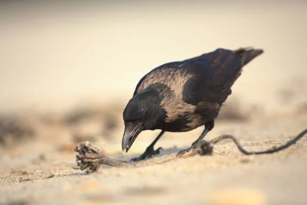 Kråka Corvus Cornix Medelstora Fågel Det Sprids Hela Europa Corvus — Stockfoto