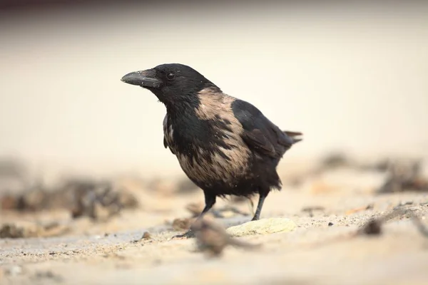 Vrána Šedá Corvus Cornix Střední Pták Šíří Celé Evropě Corvus — Stock fotografie