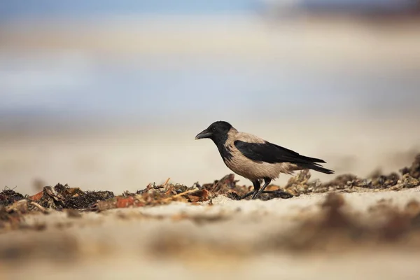 Vrána Šedá Corvus Cornix Střední Pták Šíří Celé Evropě Corvus — Stock fotografie