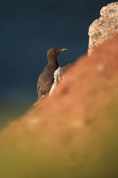 Uria Aalge Naturaleza Salvaje Del Mar Del Norte Pájaro Una — Foto de Stock