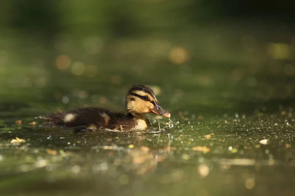 Anas platyrhynchos. The wild nature of the Czech Republic. Spring in nature. Bird on water. Wild nature. Bird and water. Colorful feathers. Beautiful nature photos. European nature.