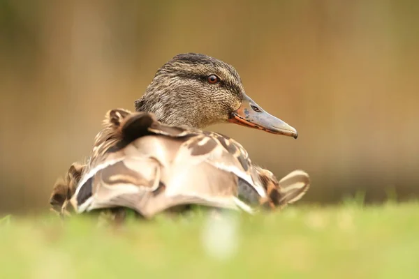 Anas Platyrhynchos Natureza Selvagem República Checa Primavera Natureza Pássaro Água — Fotografia de Stock