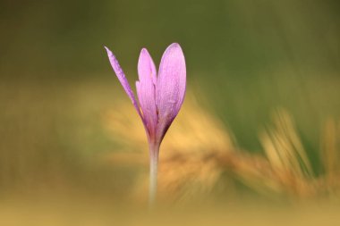 Colchicum autumnale. Orta, Güney ve Batı Avrupa'da yaygındır. Ayrıca bir süs bitkisi olarak yetiştirilir. Sonbahar doğa. Vahşi doğa. 