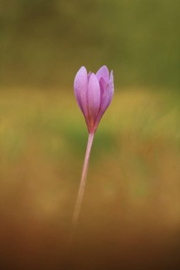 Colchicum autumnale. Orta, Güney ve Batı Avrupa'da yaygındır. Ayrıca bir süs bitkisi olarak yetiştirilir. Sonbahar doğa. Vahşi doğa. 