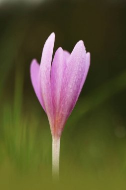 Colchicum autumnale. Orta, Güney ve Batı Avrupa'da yaygındır. Ayrıca bir süs bitkisi olarak yetiştirilir. Sonbahar doğa. Vahşi doğa. 