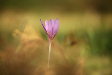 Colchicum autumnale. Orta, Güney ve Batı Avrupa'da yaygındır. Ayrıca bir süs bitkisi olarak yetiştirilir. Sonbahar doğa. Vahşi doğa. 