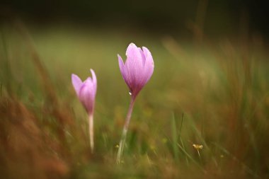 Colchicum autumnale. Orta, Güney ve Batı Avrupa'da yaygındır. Ayrıca bir süs bitkisi olarak yetiştirilir. Sonbahar doğa. Vahşi doğa. 