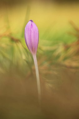 Colchicum autumnale. Orta, Güney ve Batı Avrupa'da yaygındır. Ayrıca bir süs bitkisi olarak yetiştirilir. Sonbahar doğa. Vahşi doğa. 